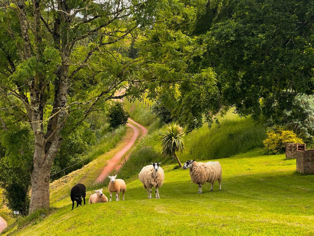 Frankman-Newbarn-Farm-relaxing-sheep-animals